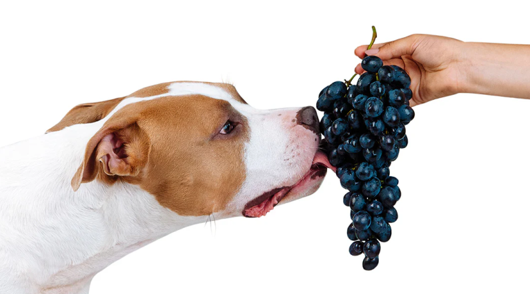 Grapes