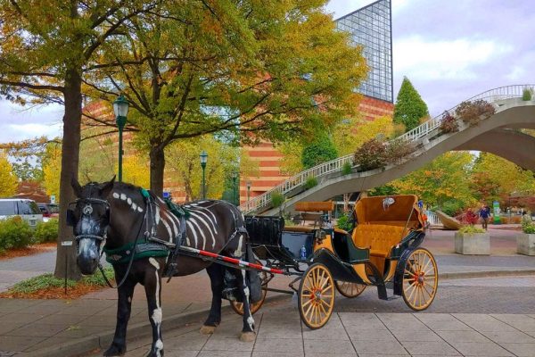 WonderDays: A Tea Escape & Carriage Ride
