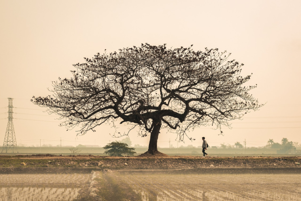 Environment