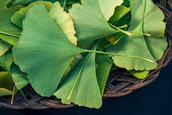 Unleashing Nature's Power: How Ginkgo Biloba and Essential Minerals Boost Your Mental and Physical Well-being