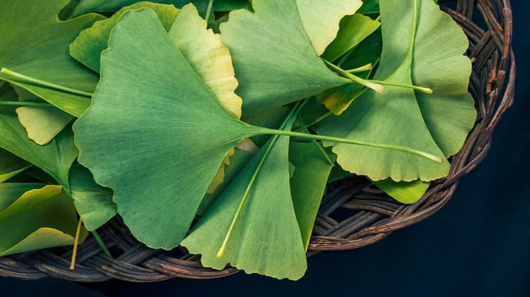 Unleashing Nature's Power: How Ginkgo Biloba and Essential Minerals Boost Your Mental and Physical Well-being