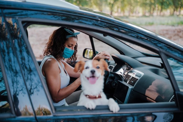 4 Things That Can Protect a Car Against Pet Scratches, Spills, and Fur