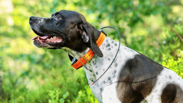 Why GPS Collars Are The Ultimate Lifesaver For Active Dogs